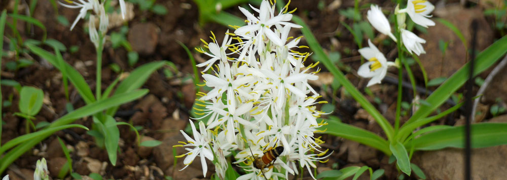 Chlorophytum borivilianum (Safed Musli)