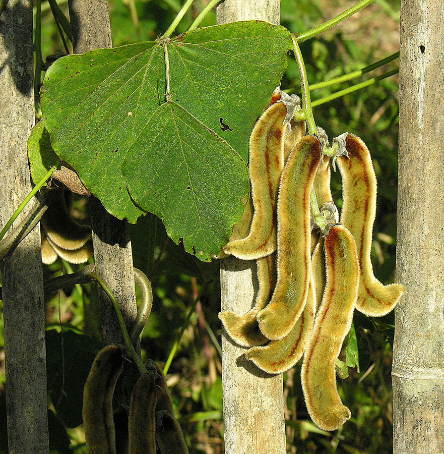 Mucuna pruriens (Velvet bean)