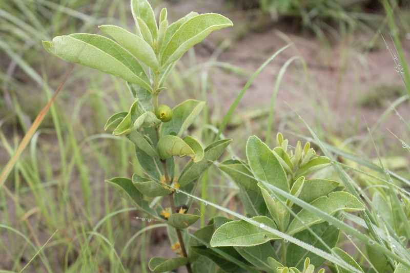 Fadogia agrestis (Bakin gagai, Black aphrodisiac)