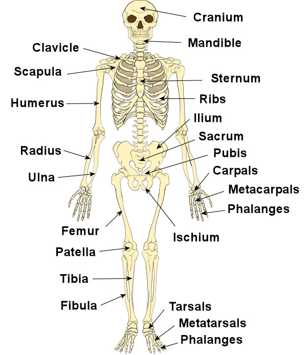 Bones in our body