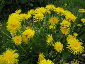Dandelion greens and flowers