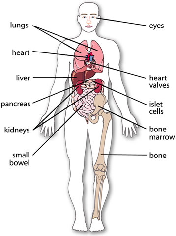 organs in the body