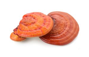 Red Reishi Mushroom 