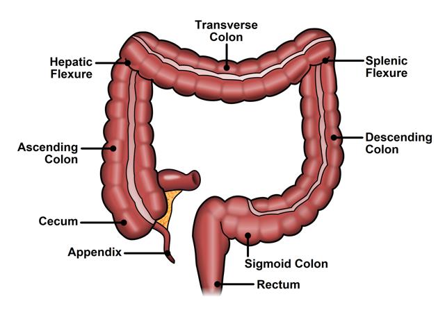 colon - digestive system