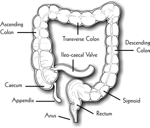 colon