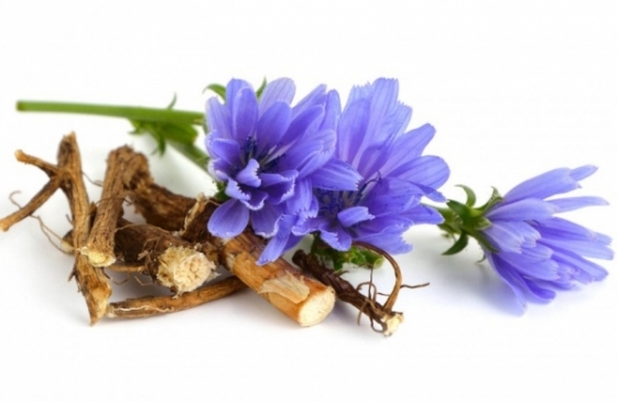 Chicory - flower and root