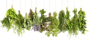 Herbs - medicinal and culinary