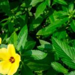 Herbs and their properties - this is Damiana