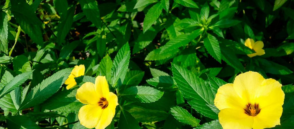 Herbs and their properties - this is Damiana