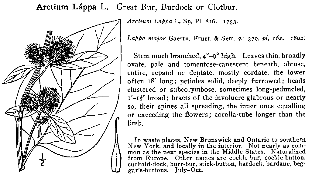 Arctium lappa (Greater Burdock)
