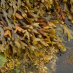 Seaweed and Kelp