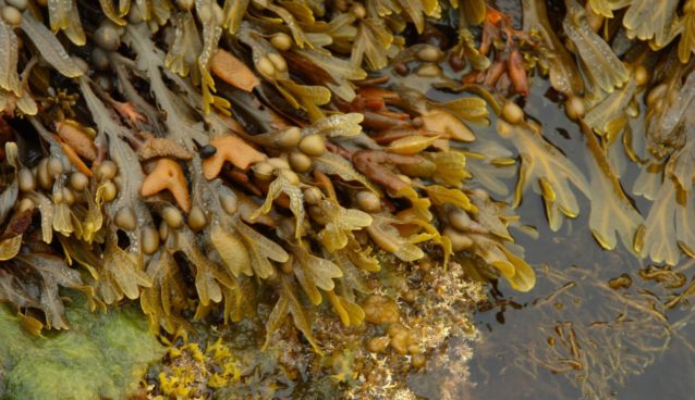 Seaweed and Kelp