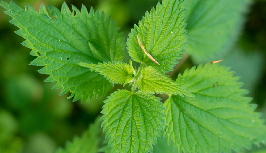 Medicinal Plants of Jamaica and Their Uses Part 2 ital