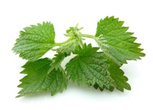 Stinging nettle leaf