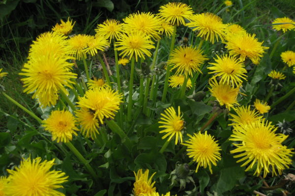 Dandelion greens and flowers