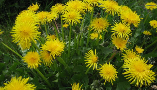Dandelion greens and flowers