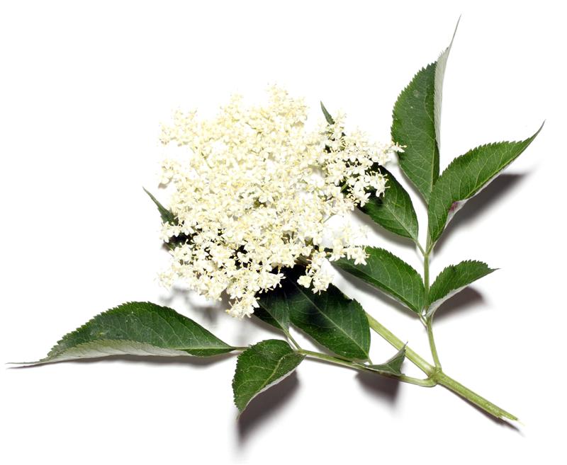 elder flower herb