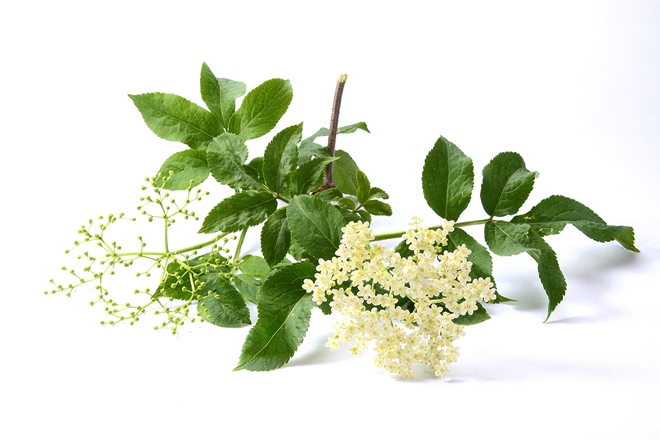 Elder flower herb