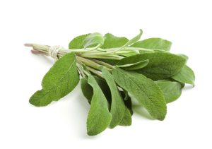 Sage herb