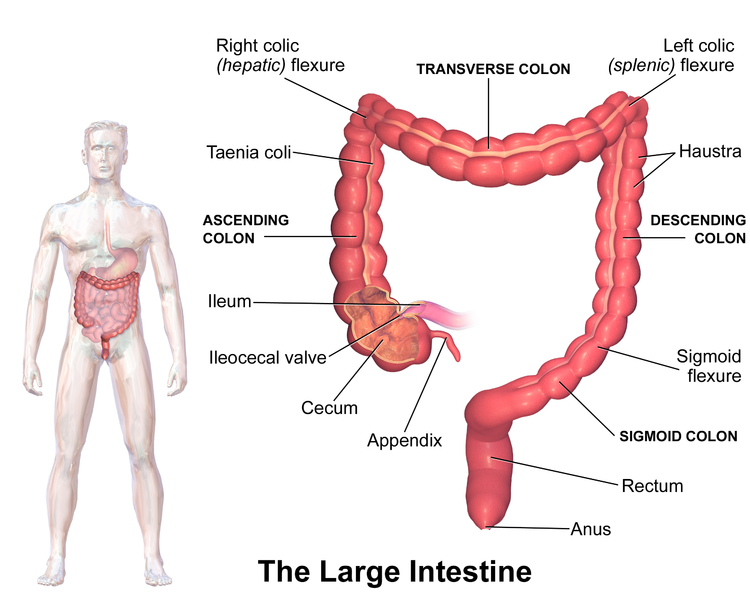 colon - digestive system