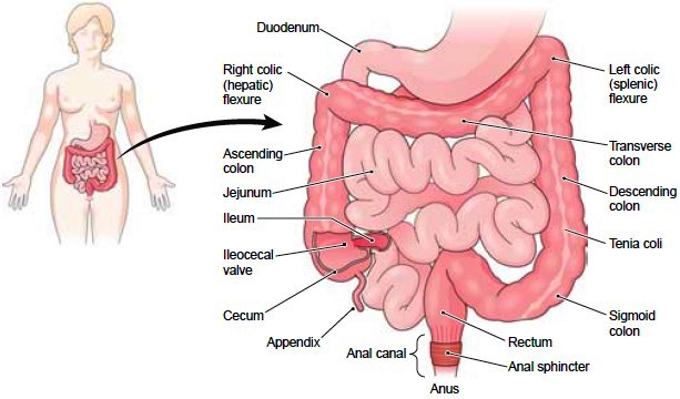 the colon - digestive system