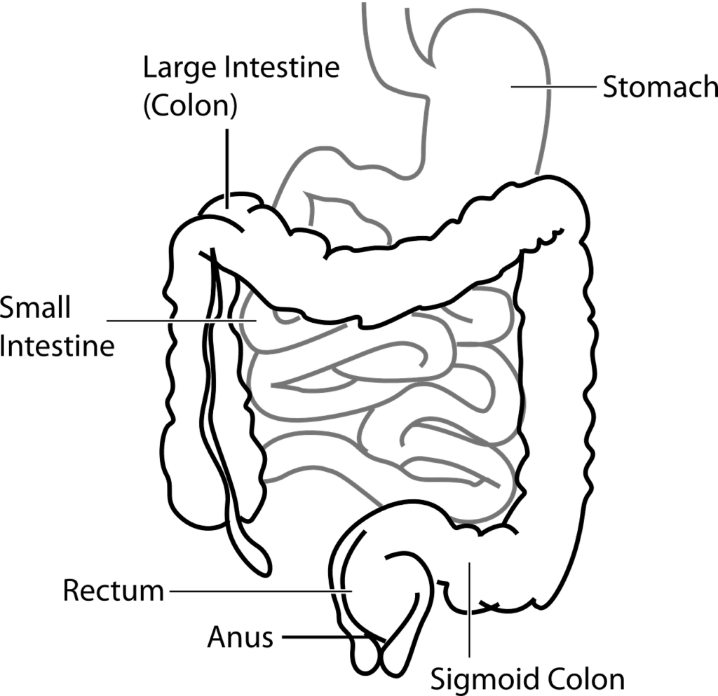 Diagrams of the Large Intestine (Colon)