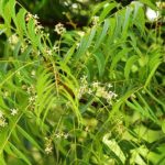 neem, herbs for pains