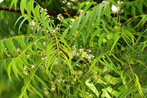 neem, herbs for pains