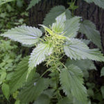 Stinging Nettle