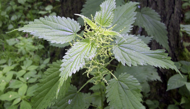 Stinging Nettle