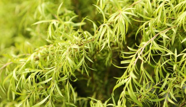 Tea Tree