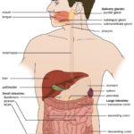 Anatomy - Digestive System
