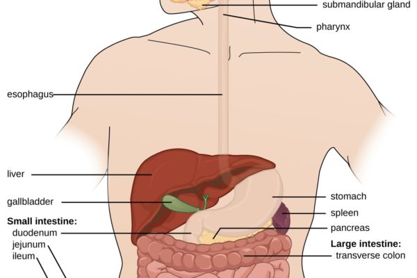 Anatomy - Digestive System