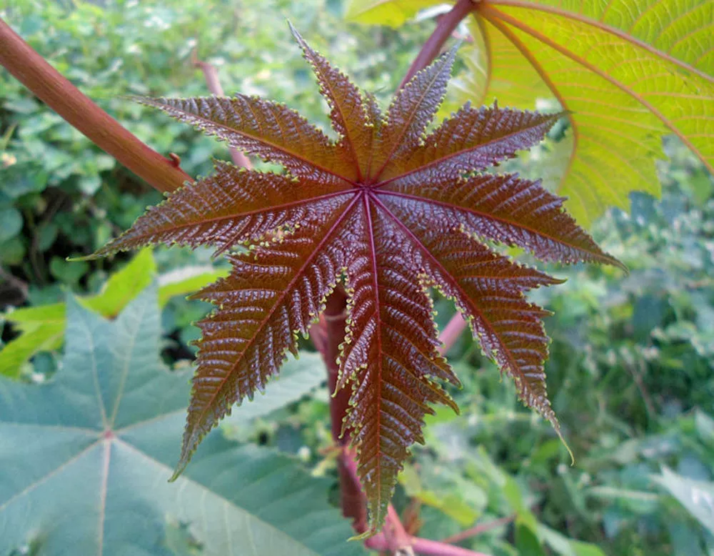 Castor leaf
