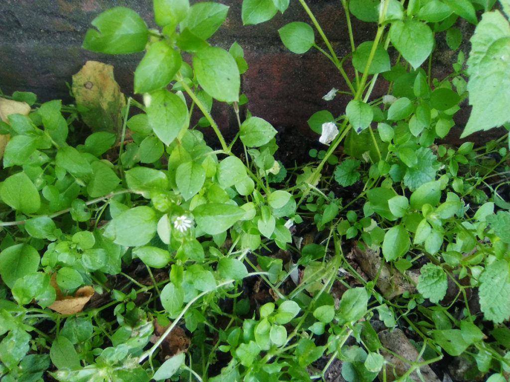 How To Make Chickweed Salve / Ointment For Skin Conditions - ital is vital