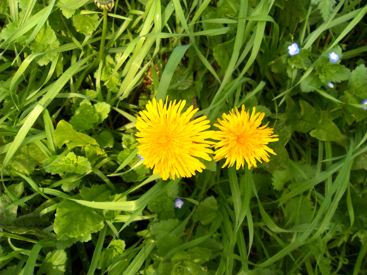 Dandelion and it's bright yellow flowers