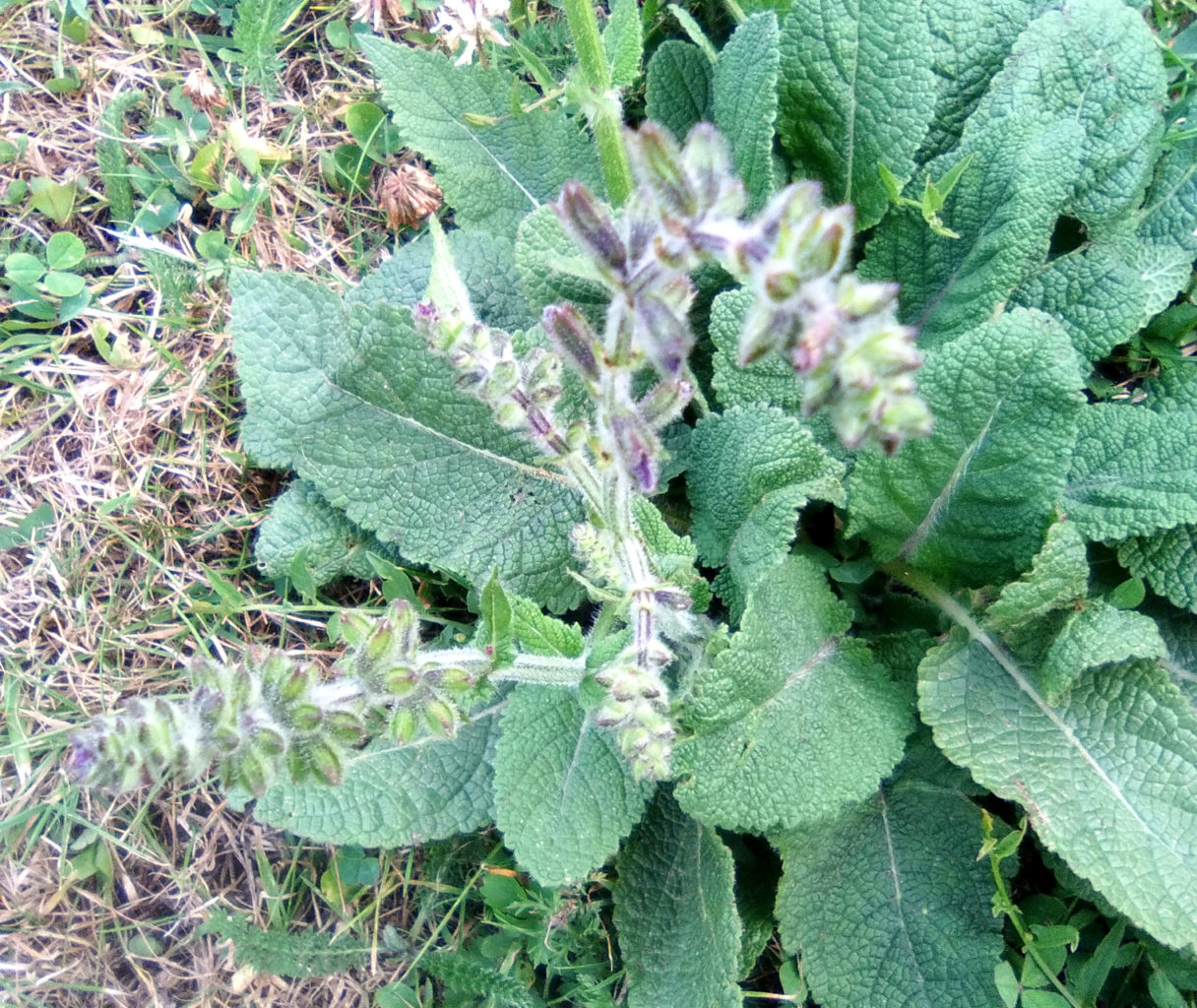 Salvia (Sage)