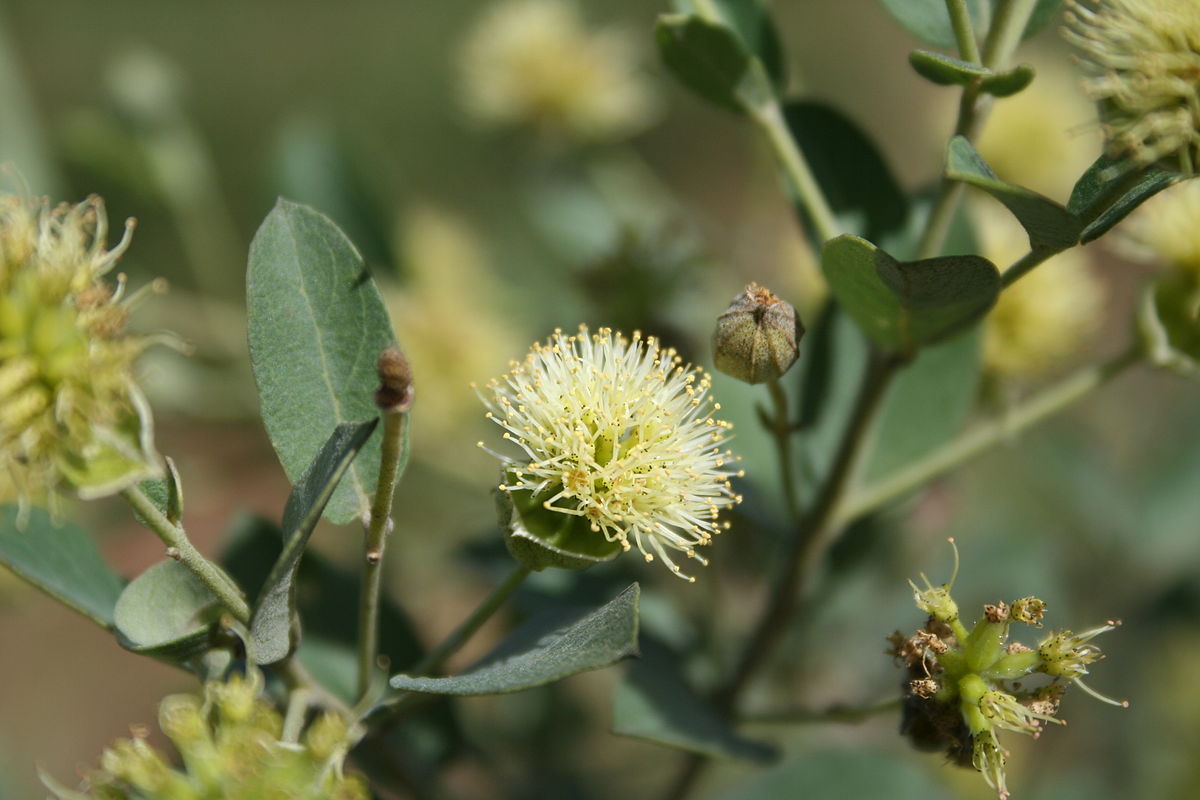 Most Common Traditional Medicinal Plants In Sudan