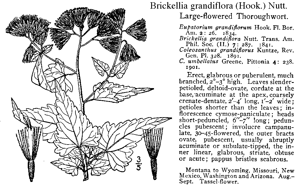 Brickellia grandiflora