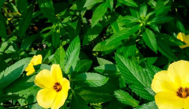 Damiana flower