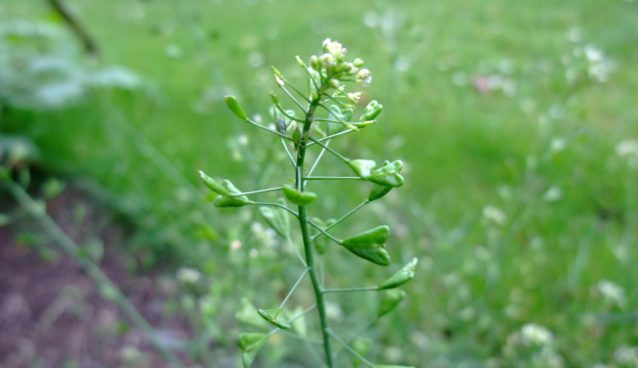 Shepherd's purse
