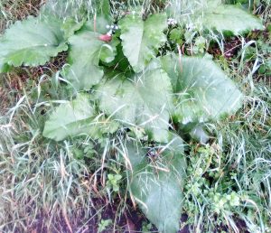 Burdock (Arctium lappa)