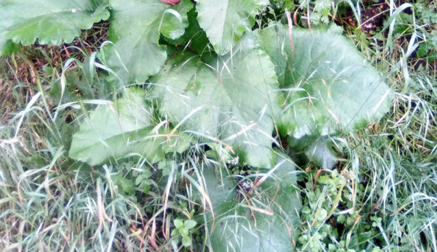 Burdock (Arctium lappa)