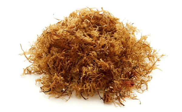 Sea moss