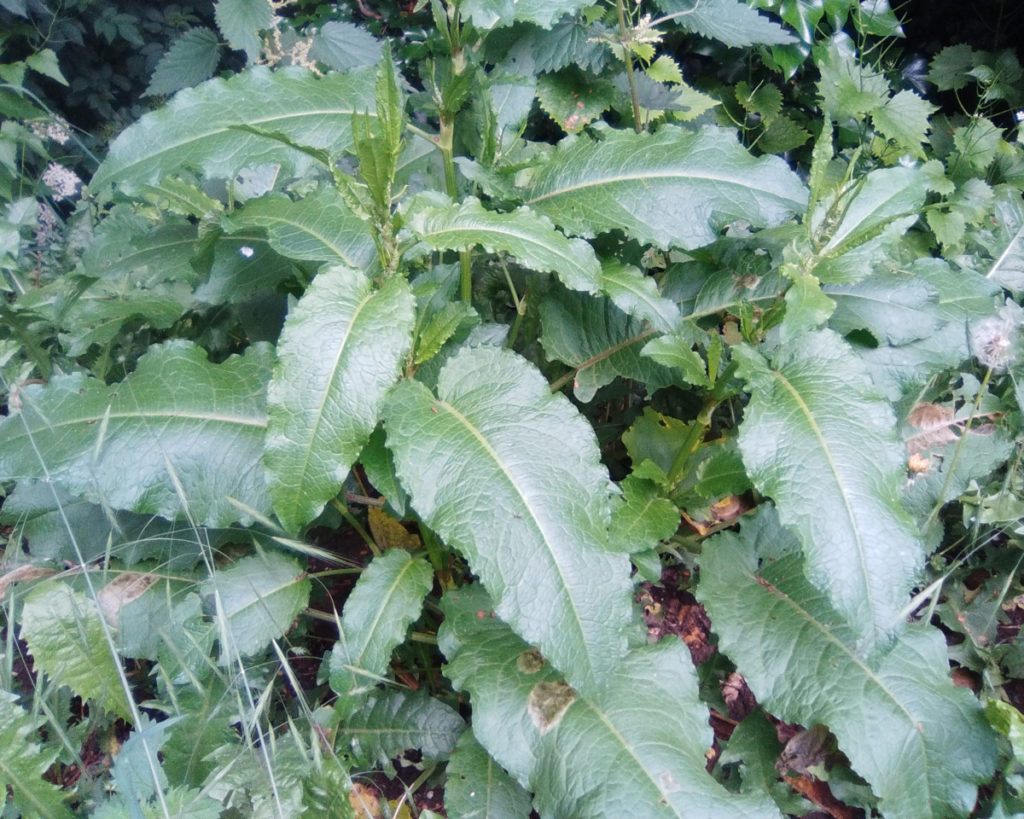 Yellow dock (Yellowdock) - Rumex crispus - Medicinal Uses and Benefits ...