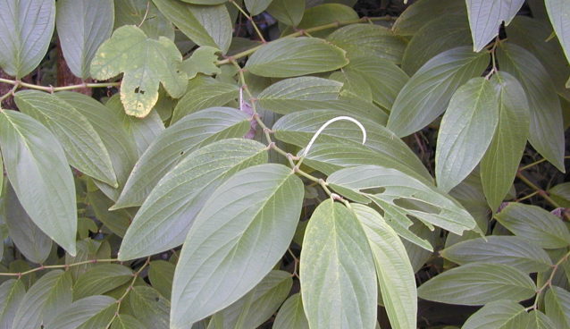 Piper aduncum