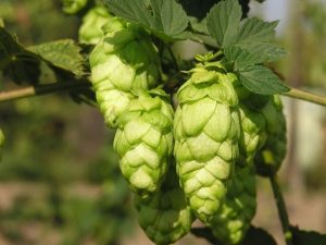 hops (humulus lupulus)