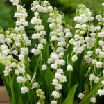 Lily of the Valley