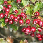 hawthorn berries for the heart