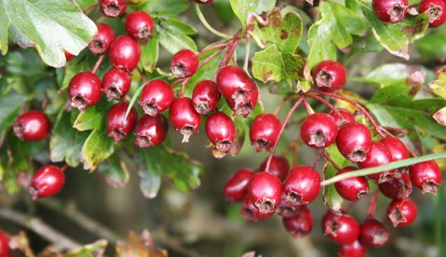hawthorn berries for the heart